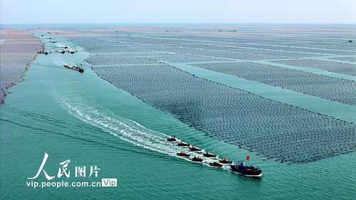 耕耘蔚藍 山東榮成畜牧漁業飼料銷售的海洋牧歌